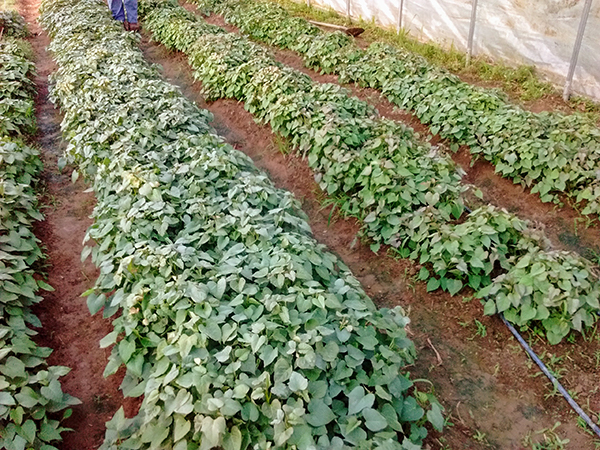 Sweet Potato Field